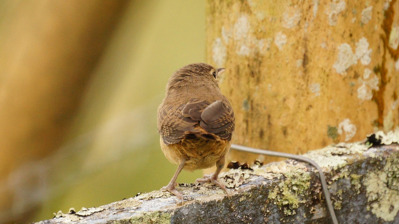 Image - nature birds guatica colombia