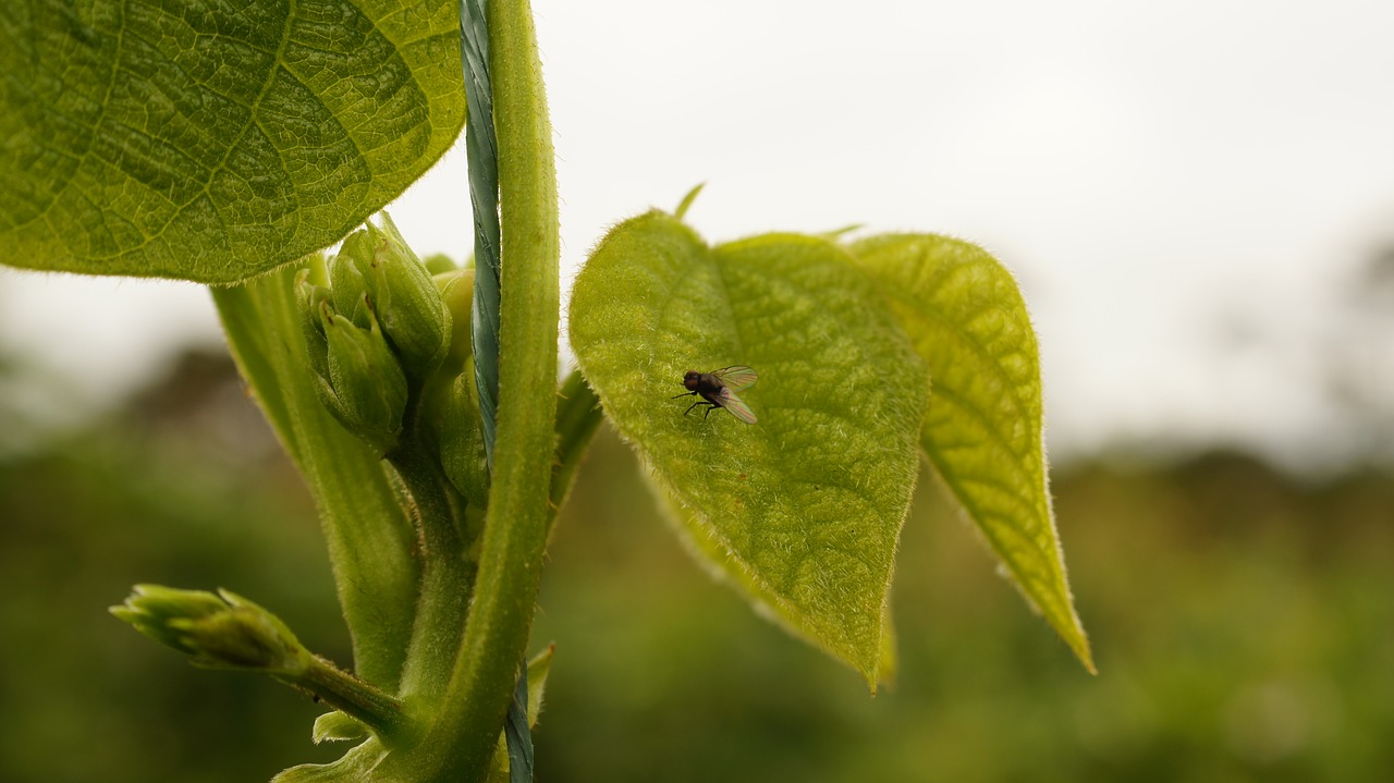 Image - insects the field armenia quindio