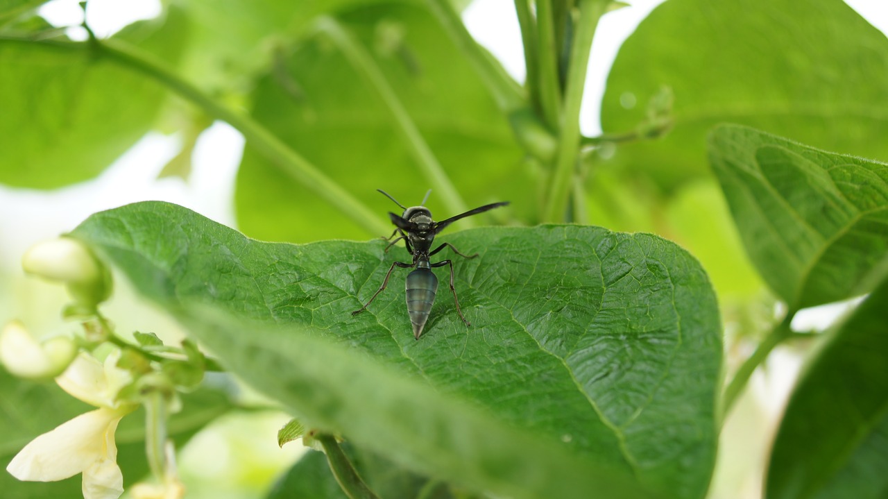 Image - insects the field armenia quindio