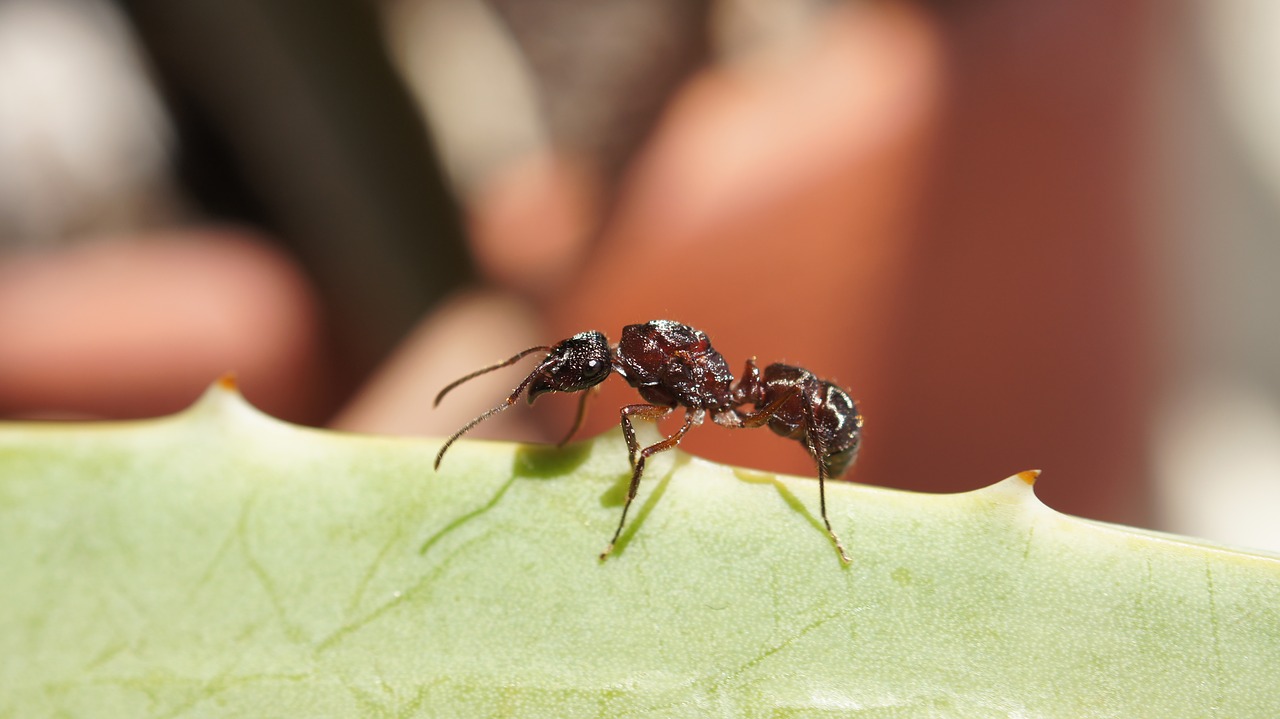 Image - insects the field armenia quindio