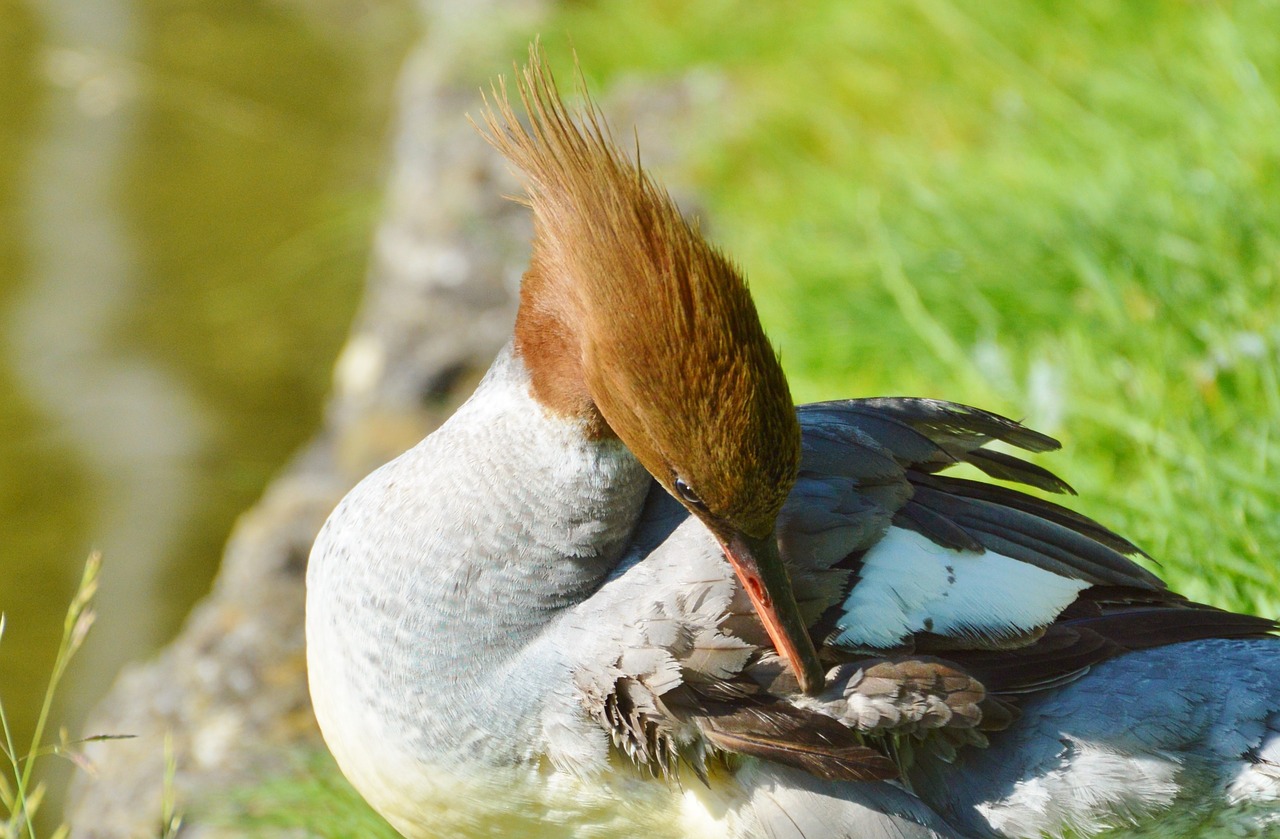 Image - merganser ducks waterfowl bird