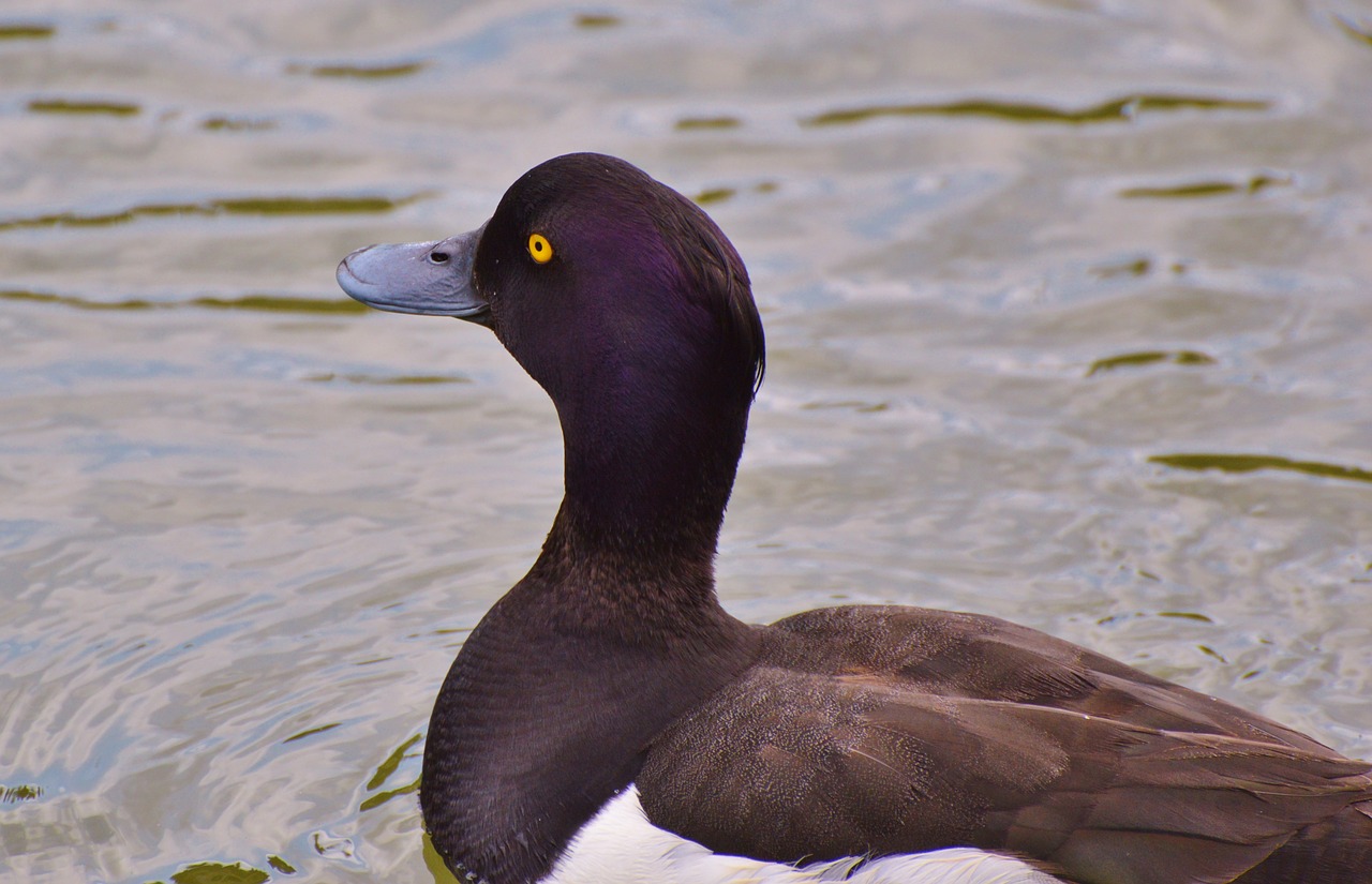 Image - duck water bird row pension