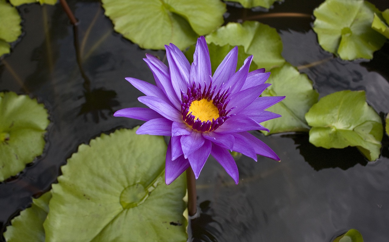 Image - water lily thailand flower pond