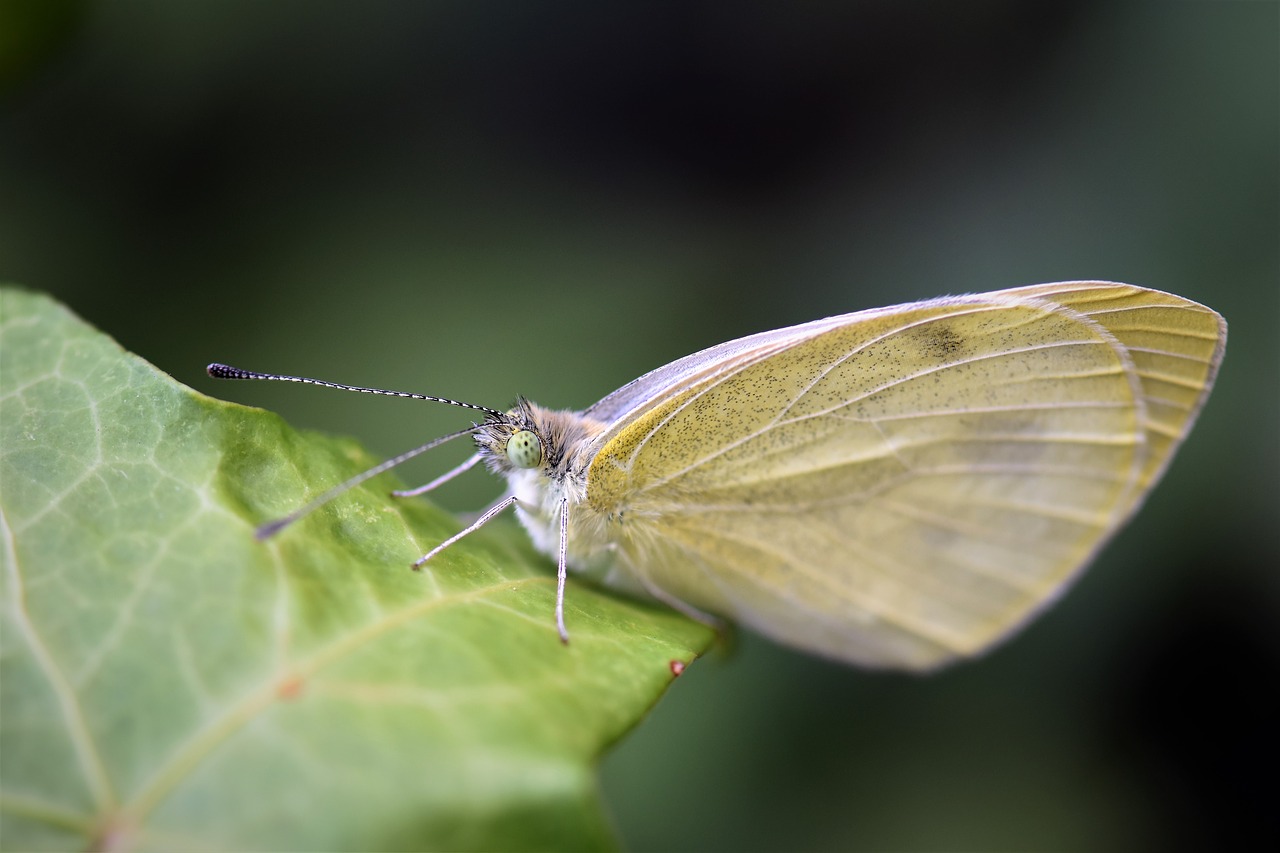 Image - gonepteryx rhamni butterfly insect