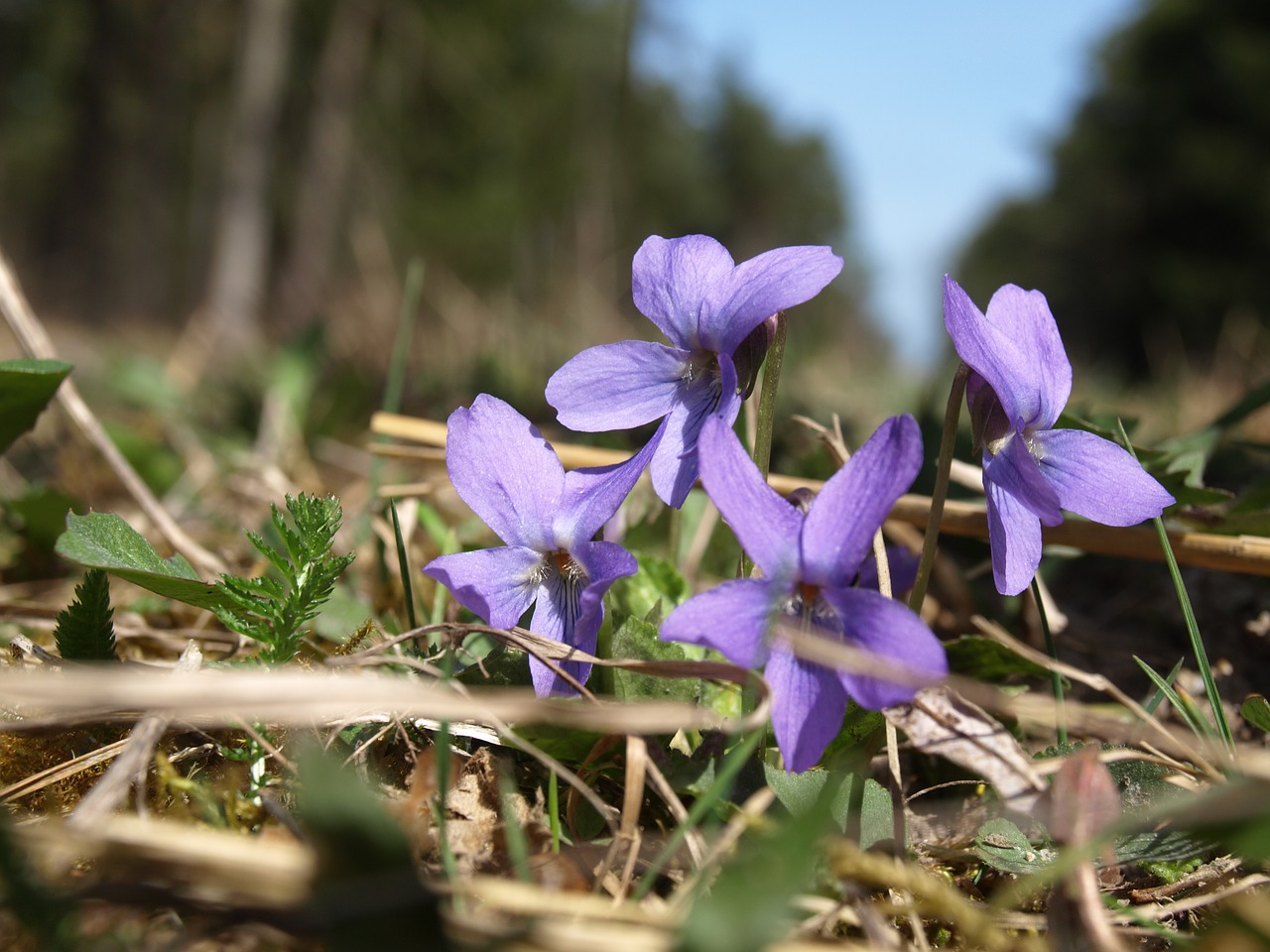 Image - purple forest floor forest spring
