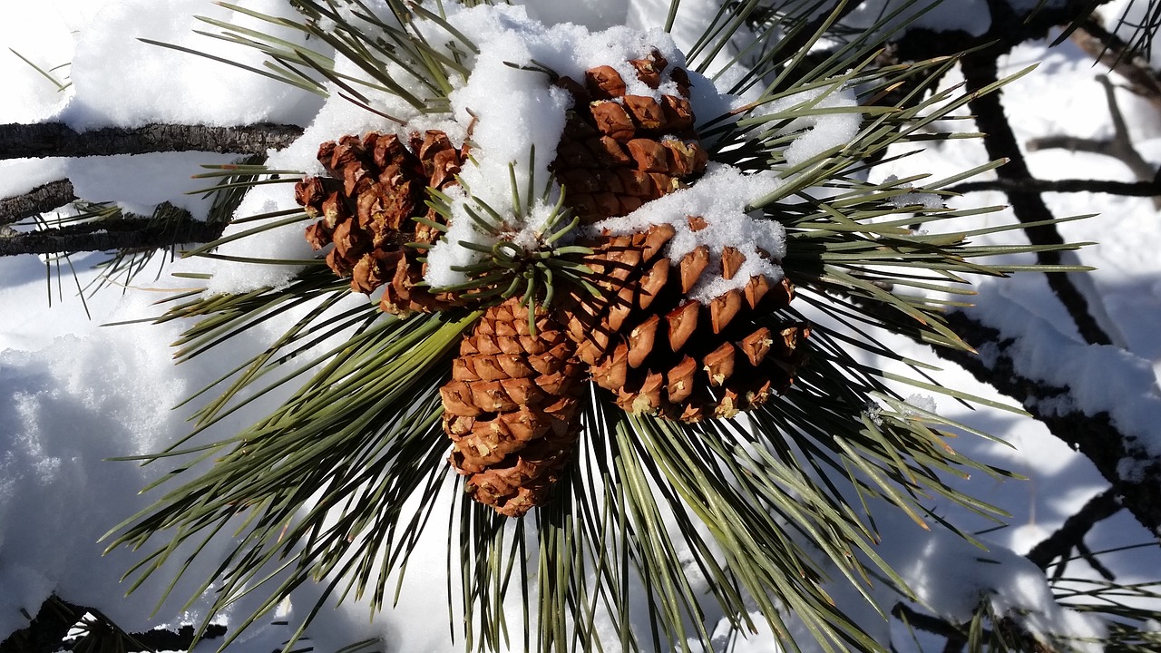 Image - pine cones snow sunny branches