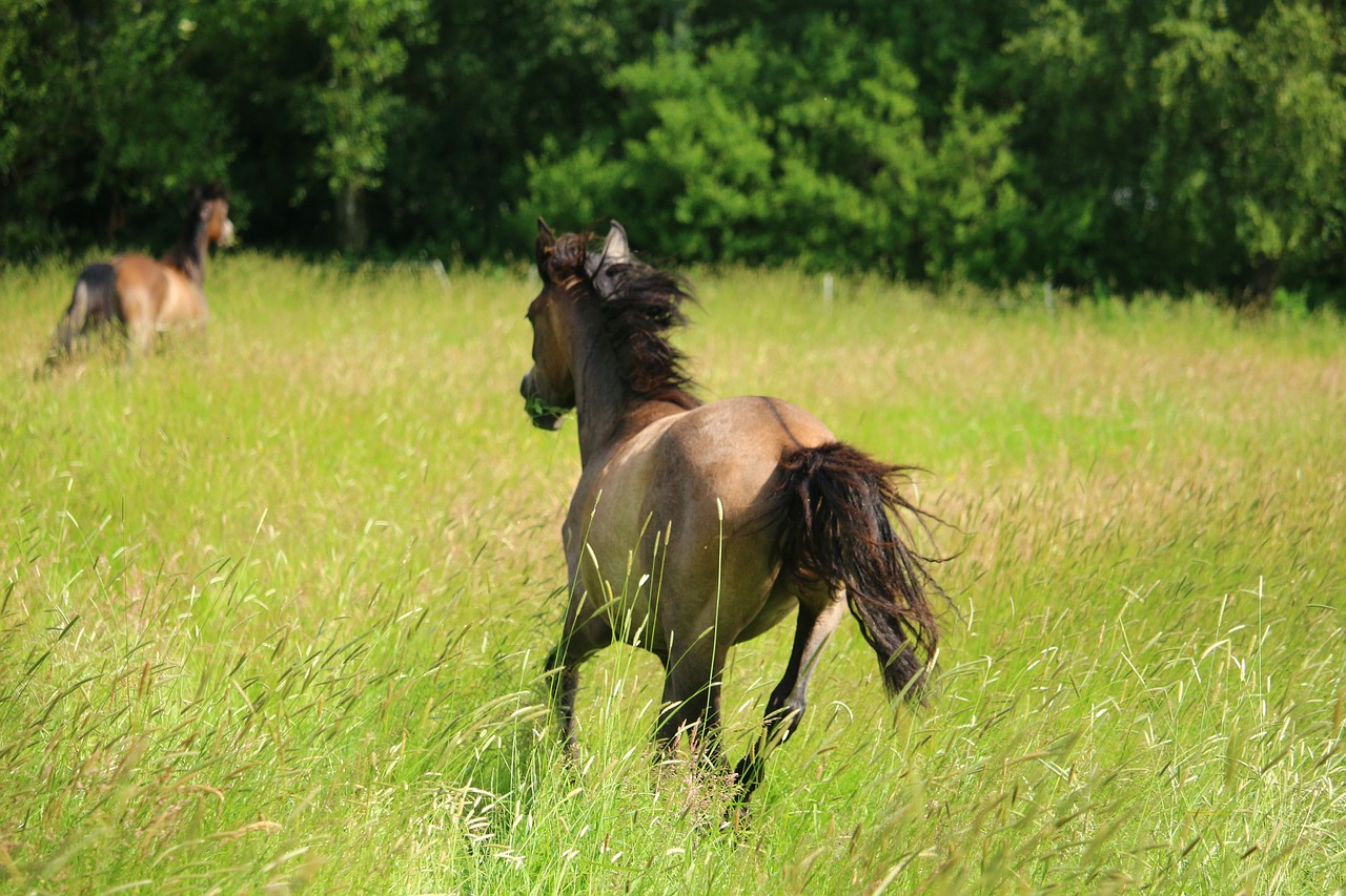 Image - horse gallop pasture meadow brown