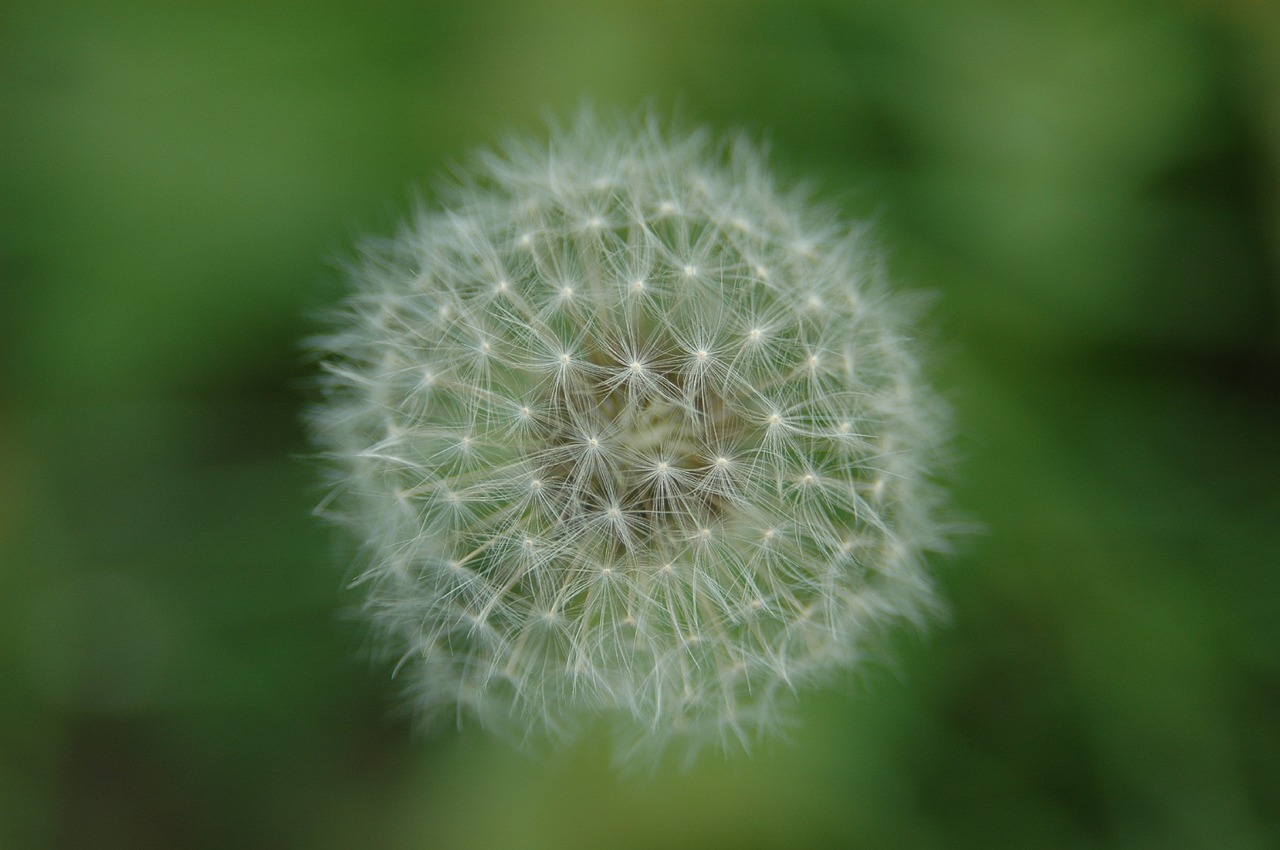 Image - dandelion wildflower light