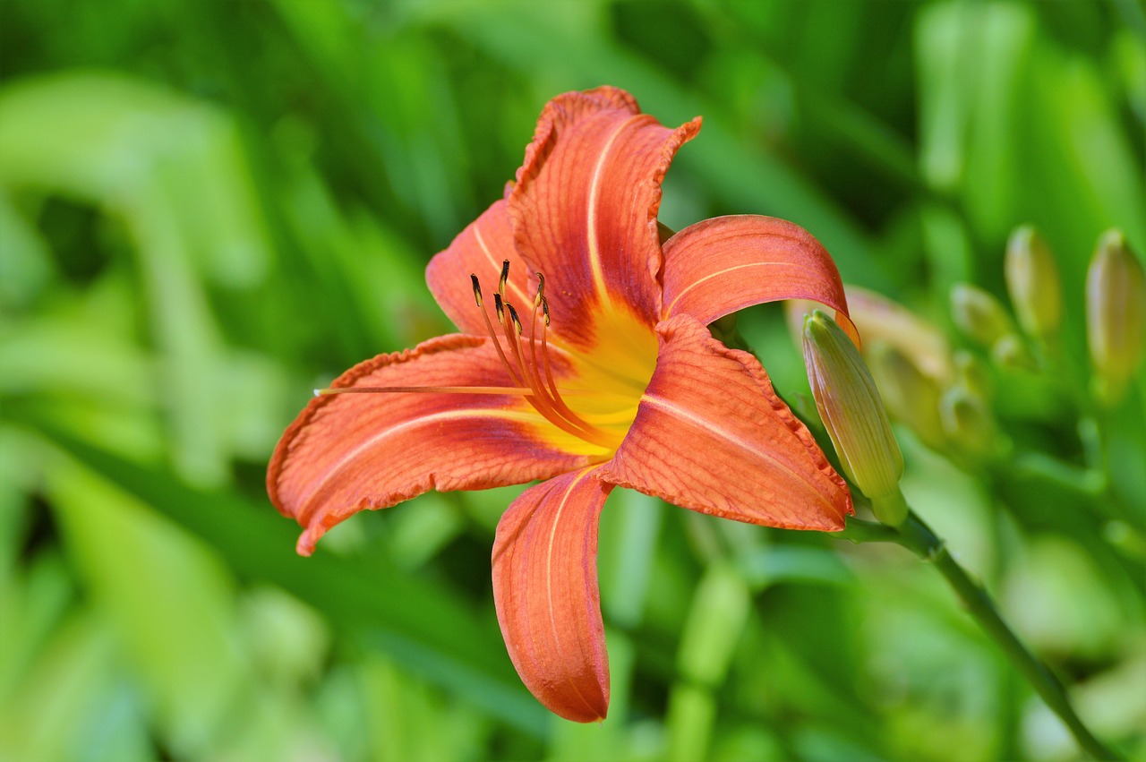 Image - lily flower iris blossom bloom