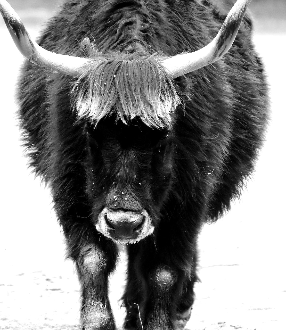 Image - aurochs beef cattle horns