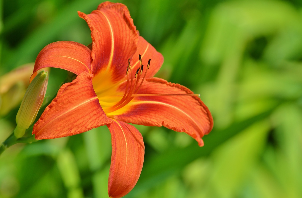 Image - lily flower iris blossom bloom