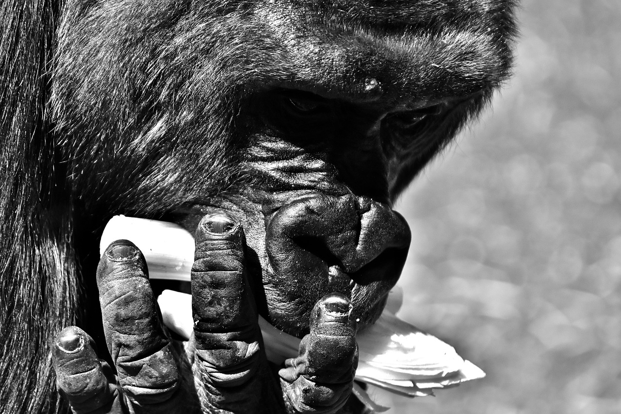 Image - gorilla monkey funny animal zoo