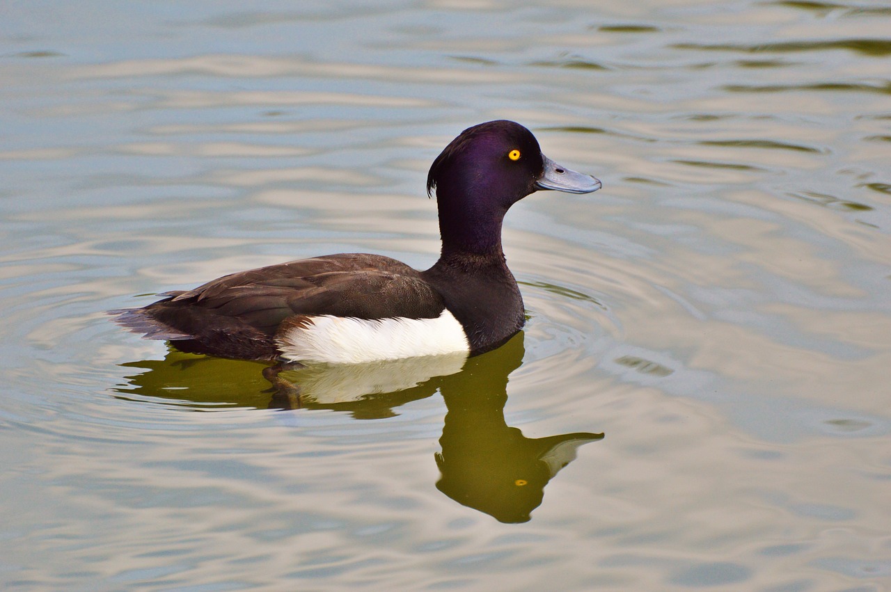 Image - duck water bird row pension