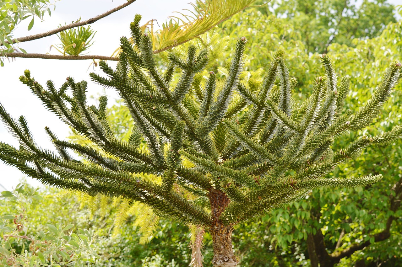 Image - palm araucaria plant green pointed