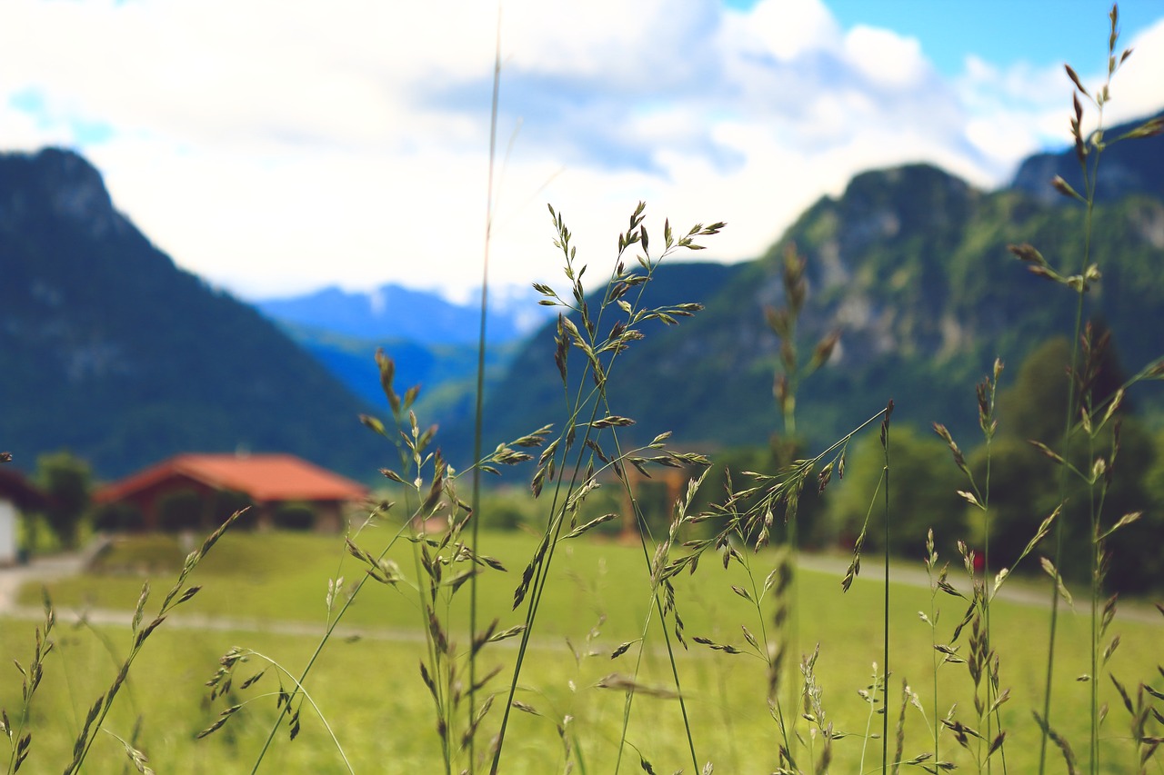 Image - nature plant macro mountains sky