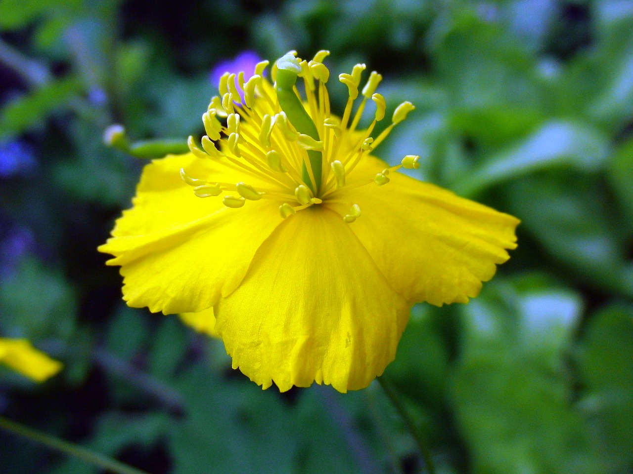 Image - celandine species plantarum flower