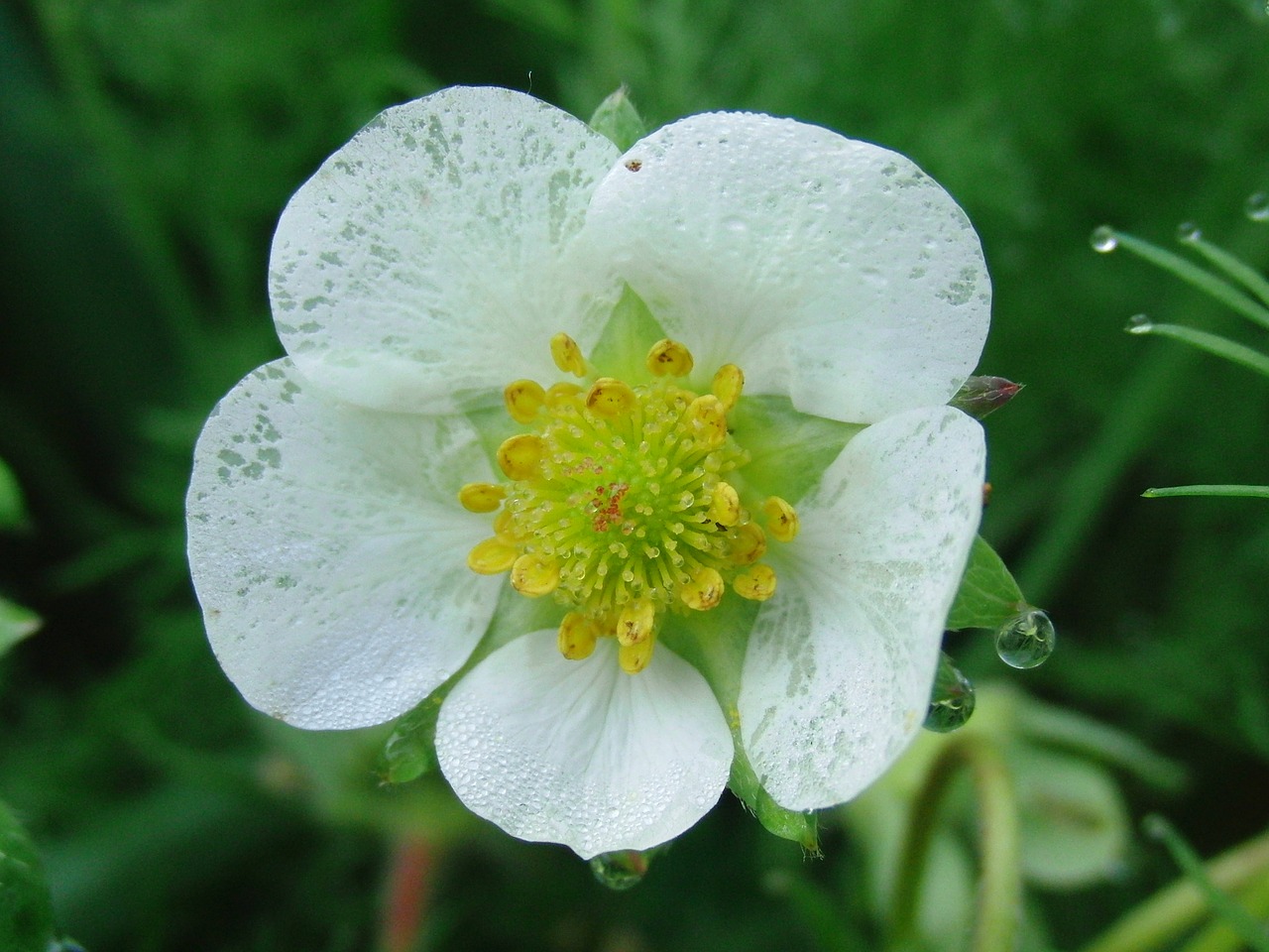 Image - strawberry flower bloom white