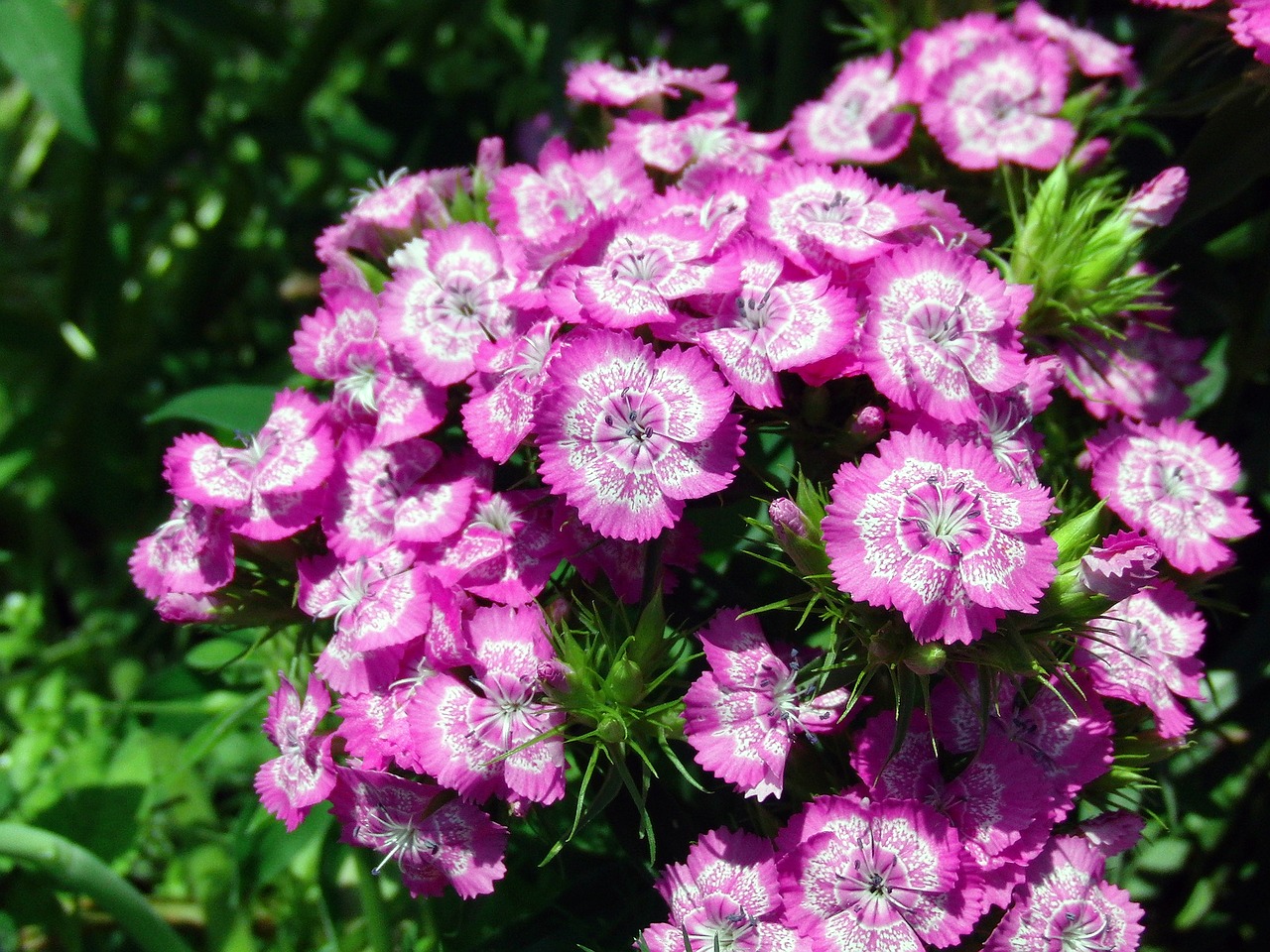 Image - chinese carnation flower clove