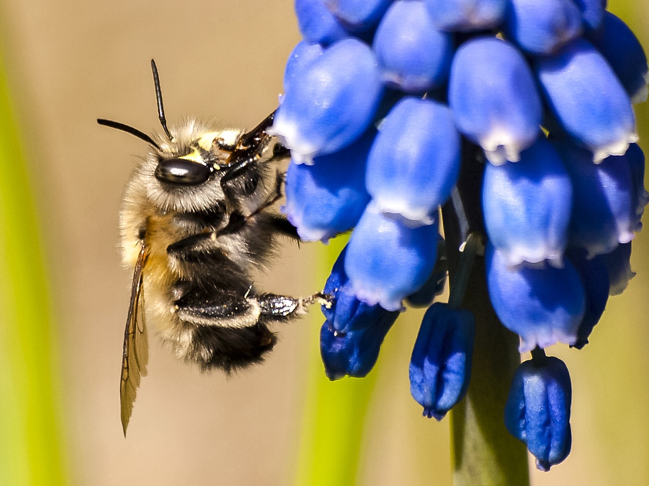 Image - acker hummel insect animal hummel