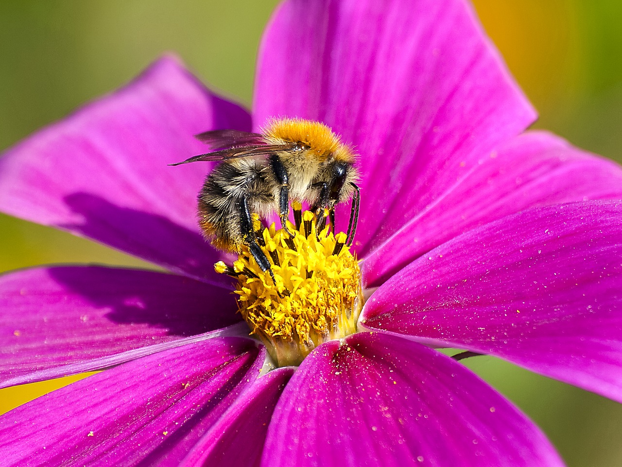 Image - acker hummel hummel insect nature