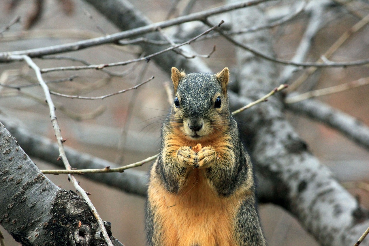 Image - squirrel rodent wildlife eating