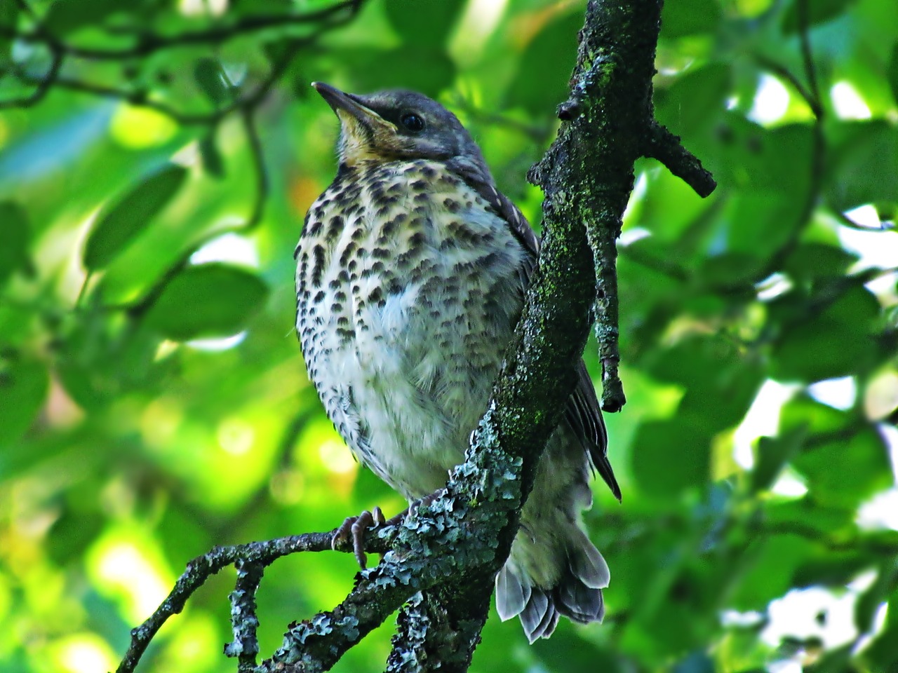 Image - bird drozd young nature coloration