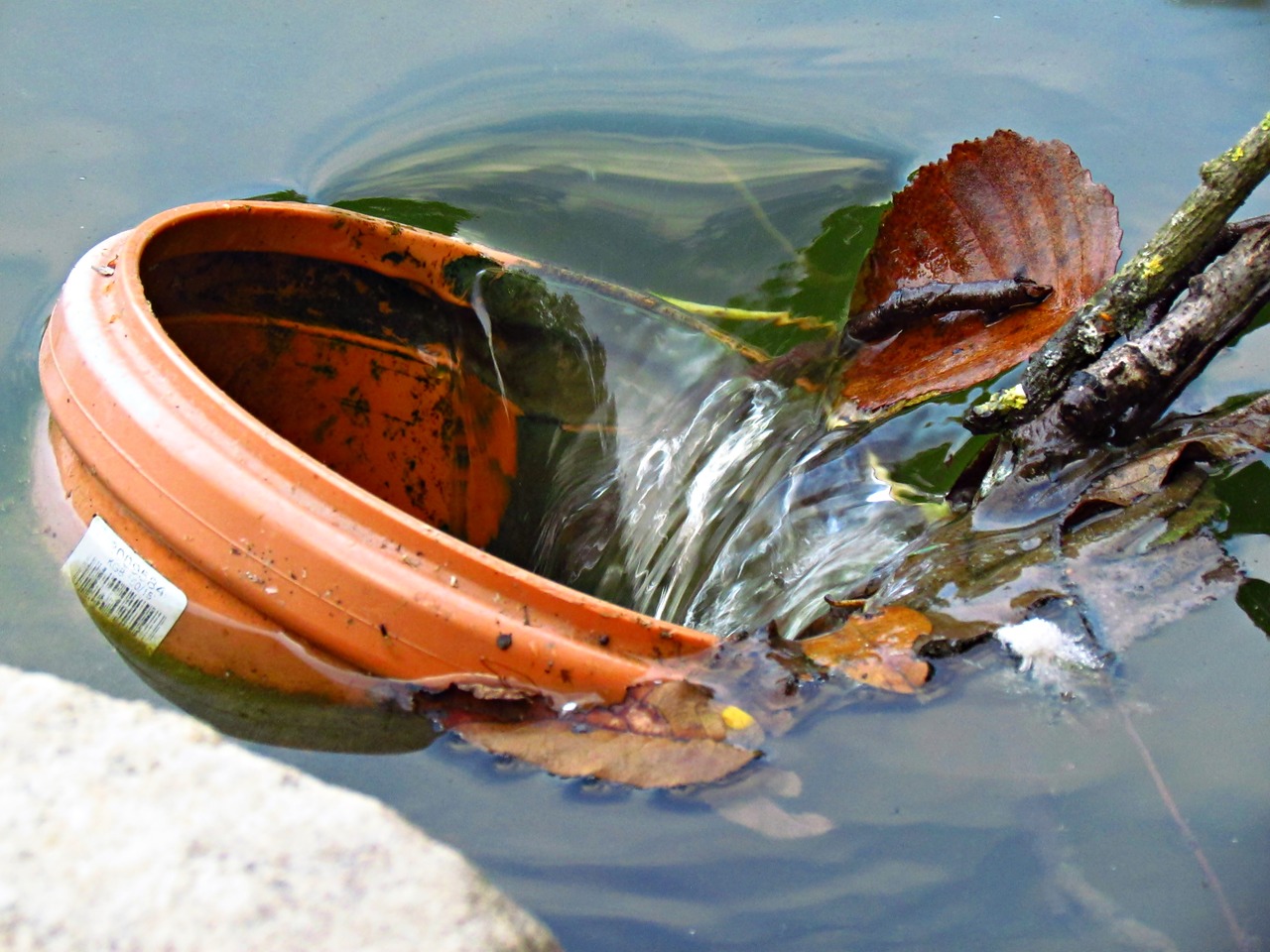 Image - flower pot water various pond