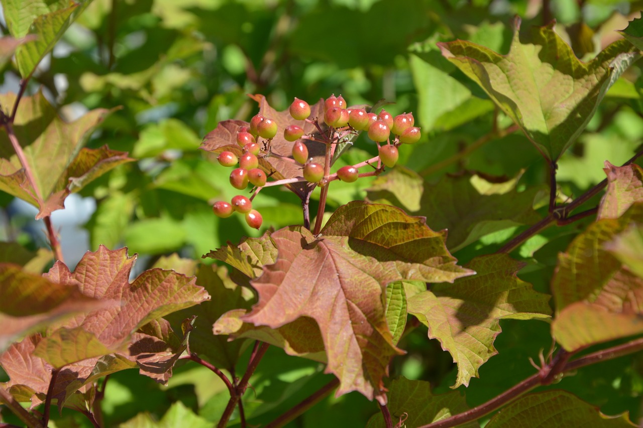 Image - shrub foliage fruit green nature