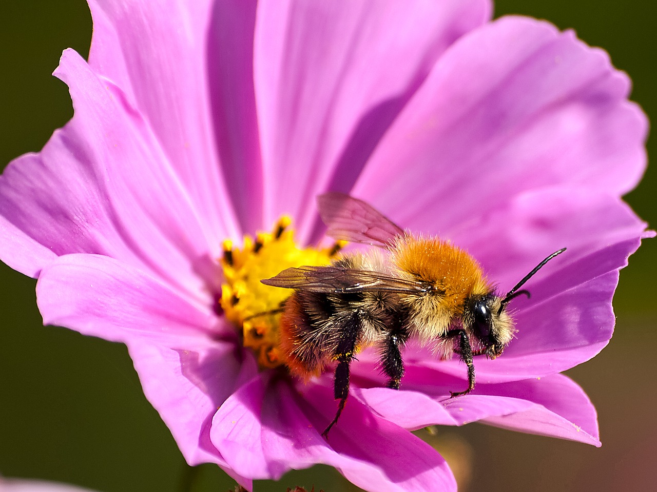 Image - acker hummel hummel insect nature