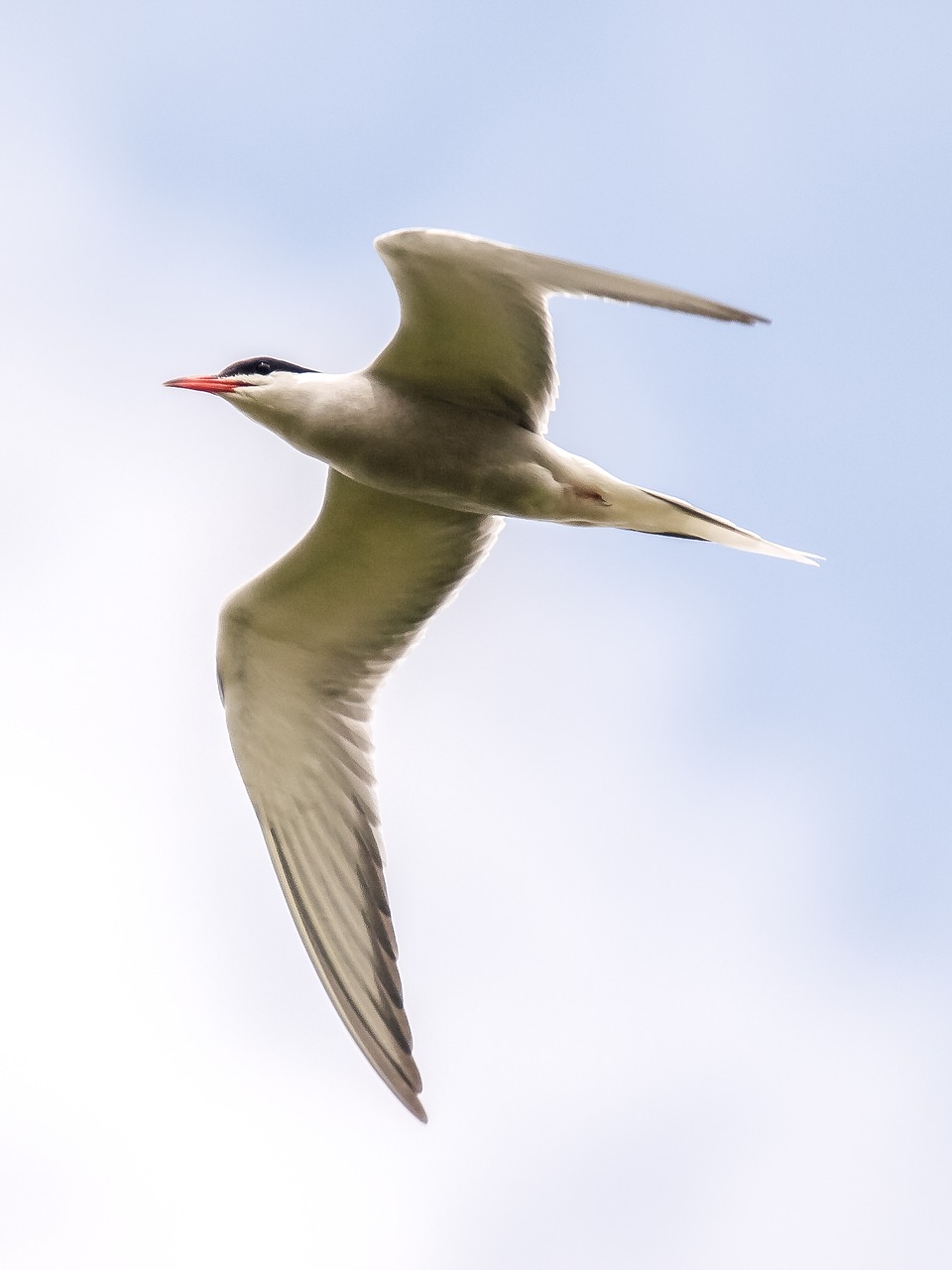 Image - river tern tern bird nature animal
