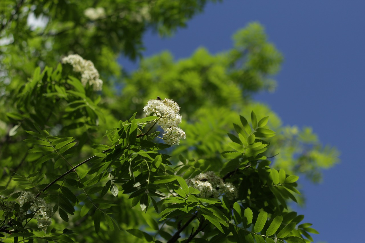 Image - flowers rowan blooming mountain ash