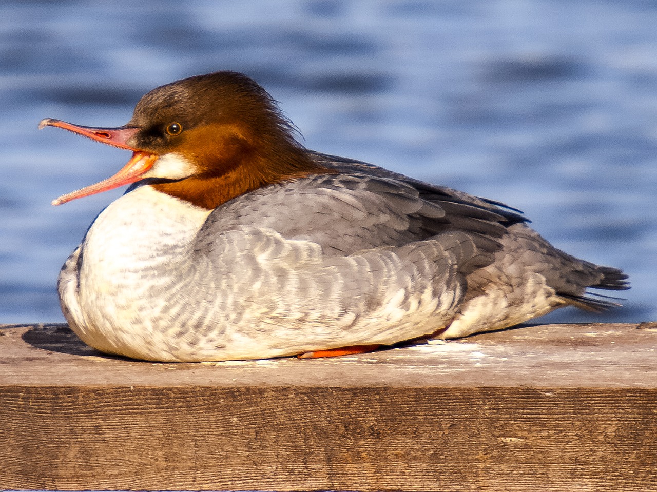 Image - merganser water bird bird nature