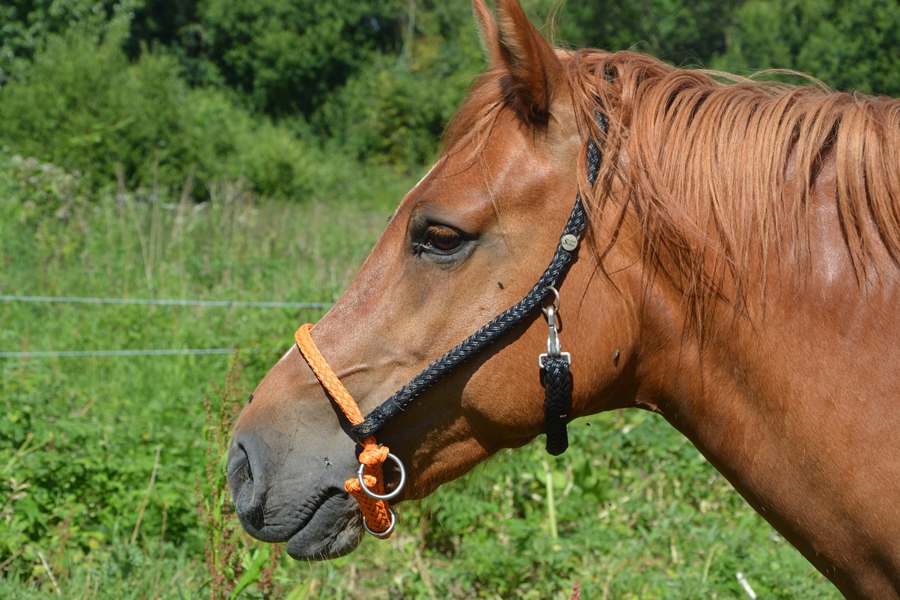 Image - horse head profile animal mane