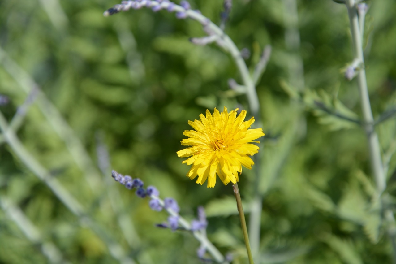 Image - flower pre nature field spring