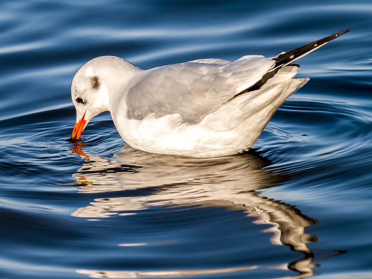 Image - black headed gull seagull water bird