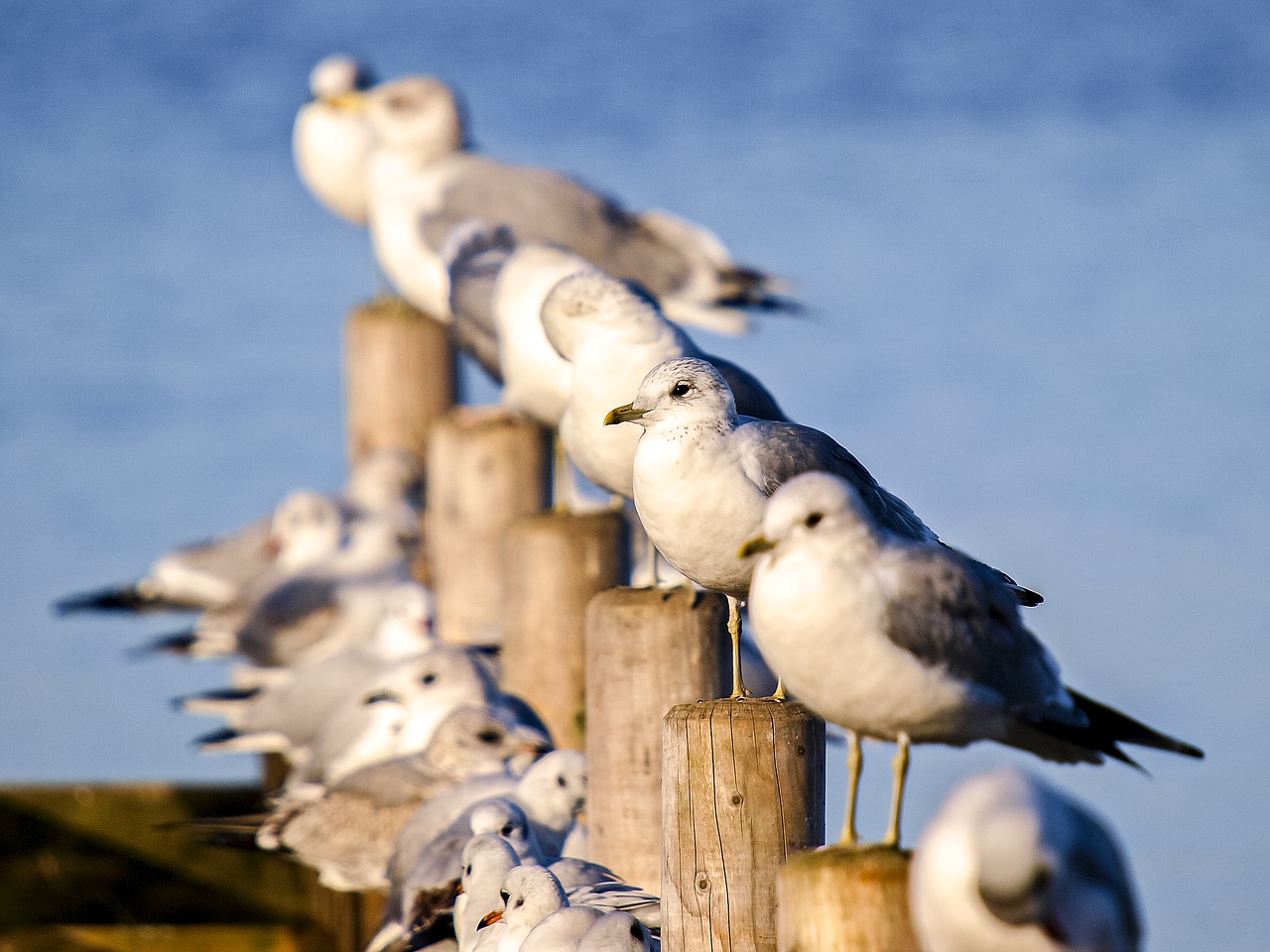 Image - mew gull seagull water bird bird