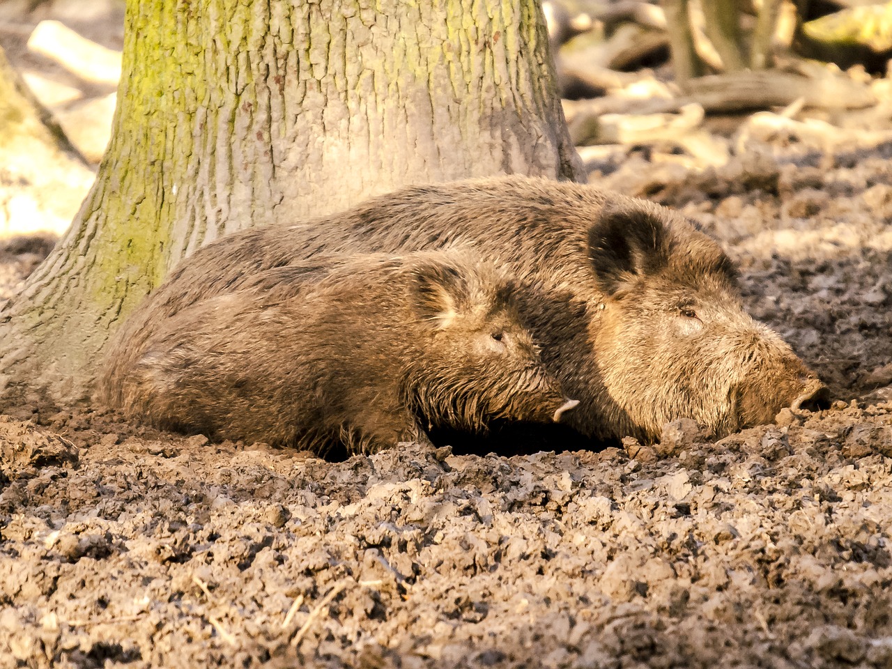 Image - boar pig mammal animal nature
