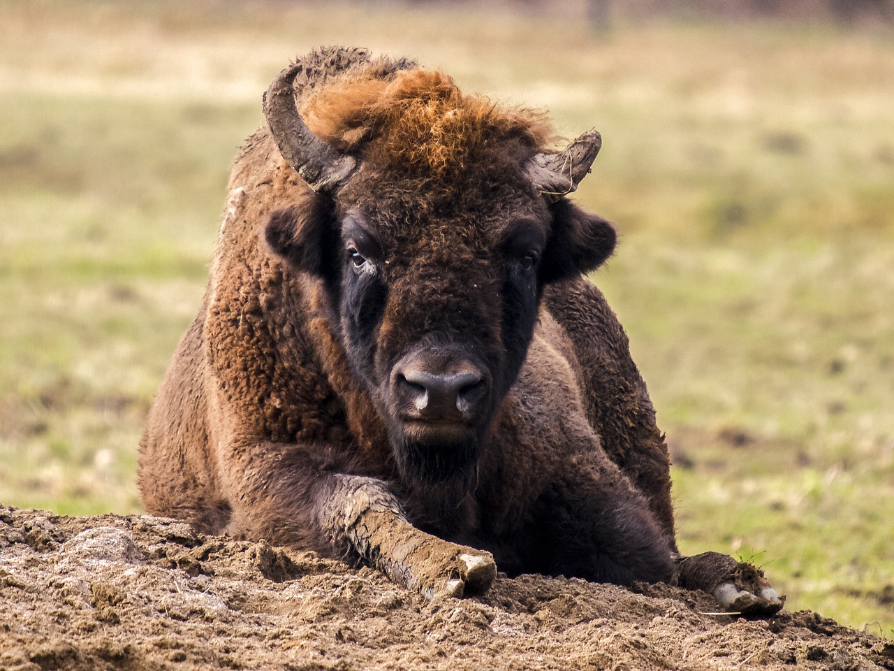 Image - wisent animal mammal nature