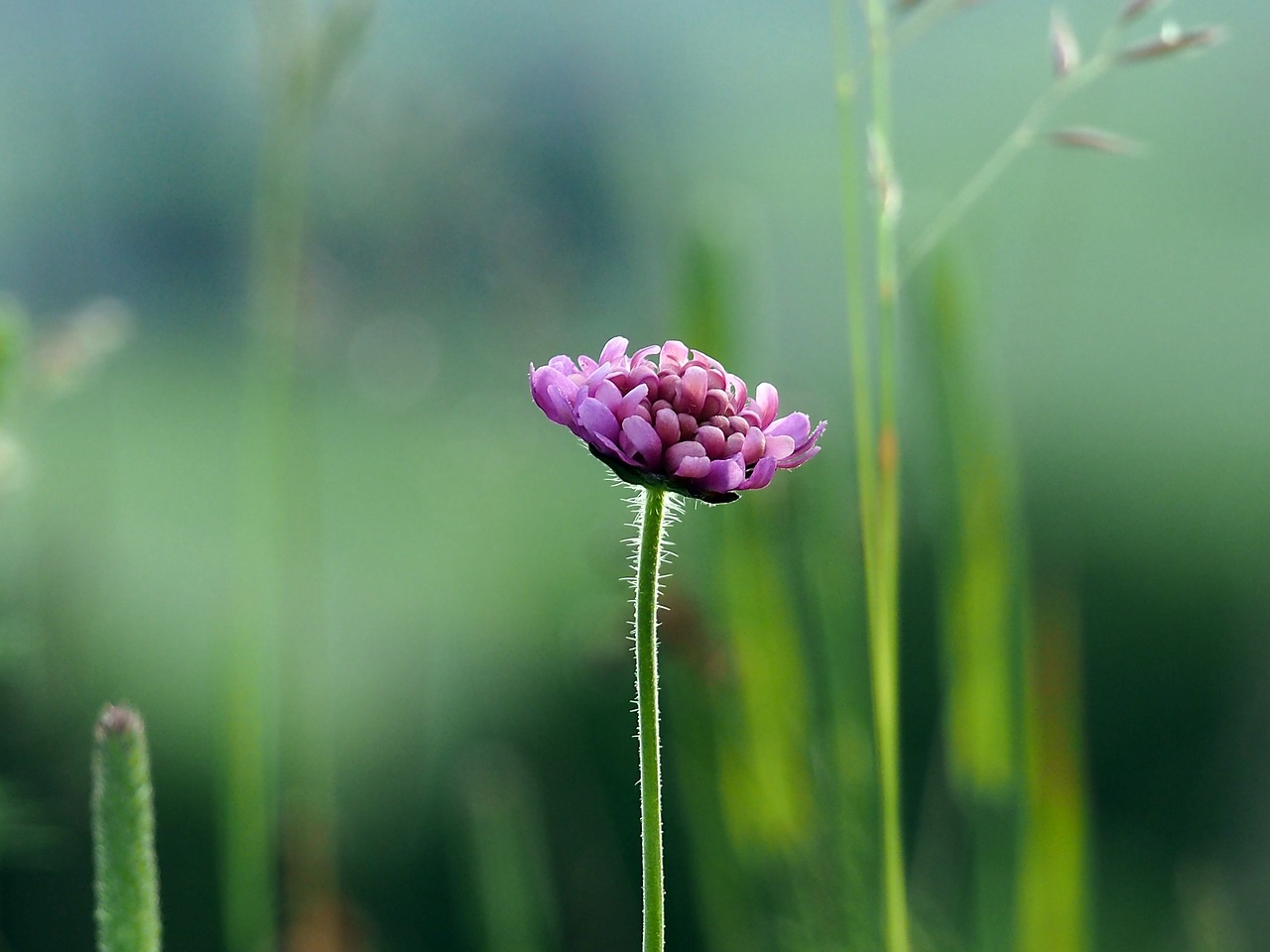 Image - flower nature summer focus sweden