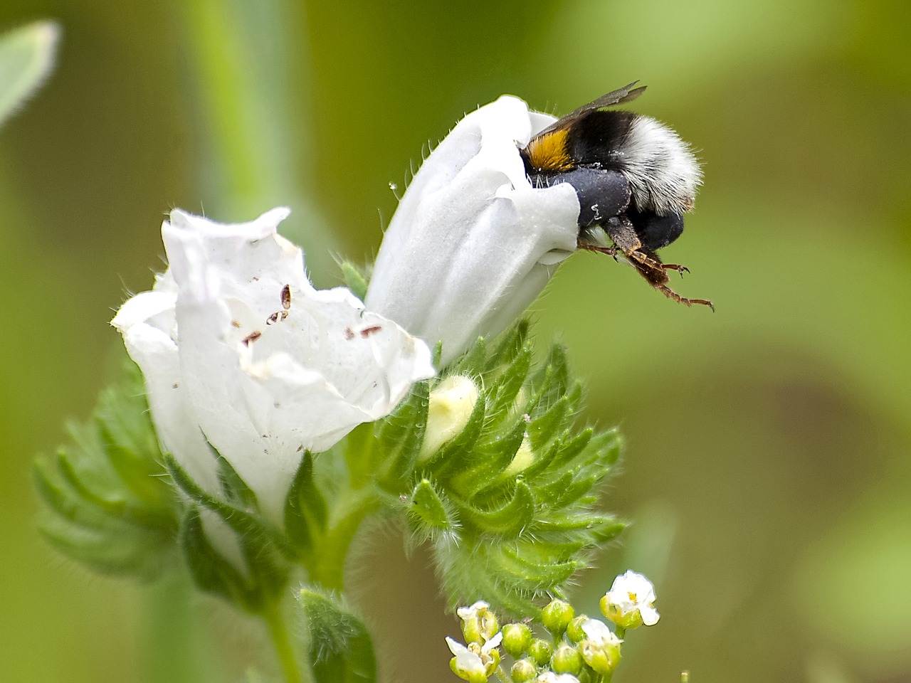 Image - fictional hummel insect nature