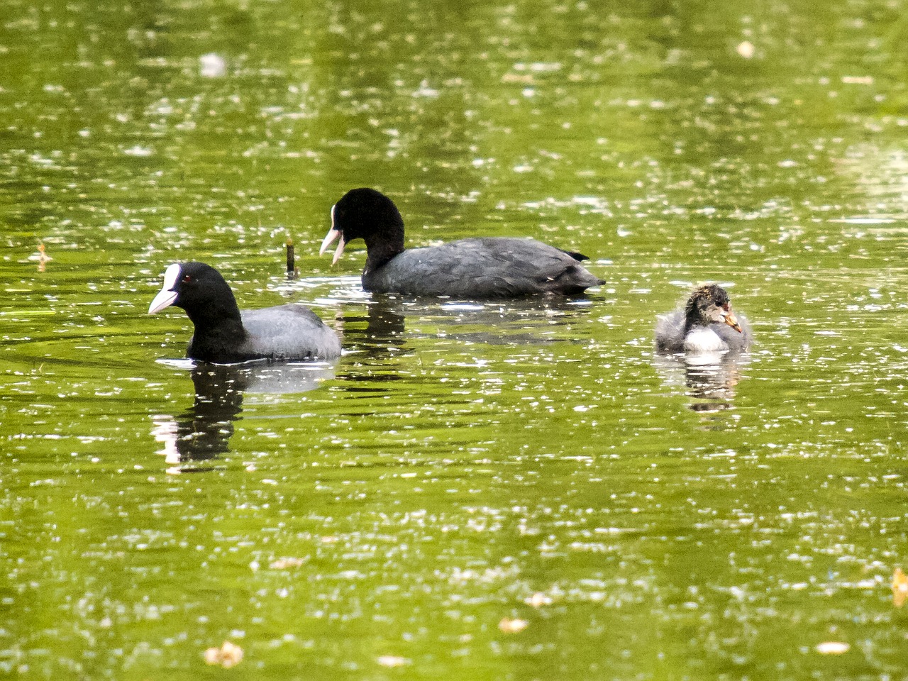 Image - moorhen water bird bird nature