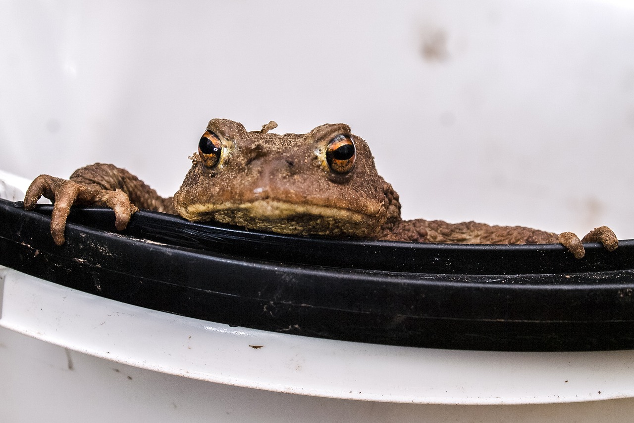 Image - common toad toad amphibians nature