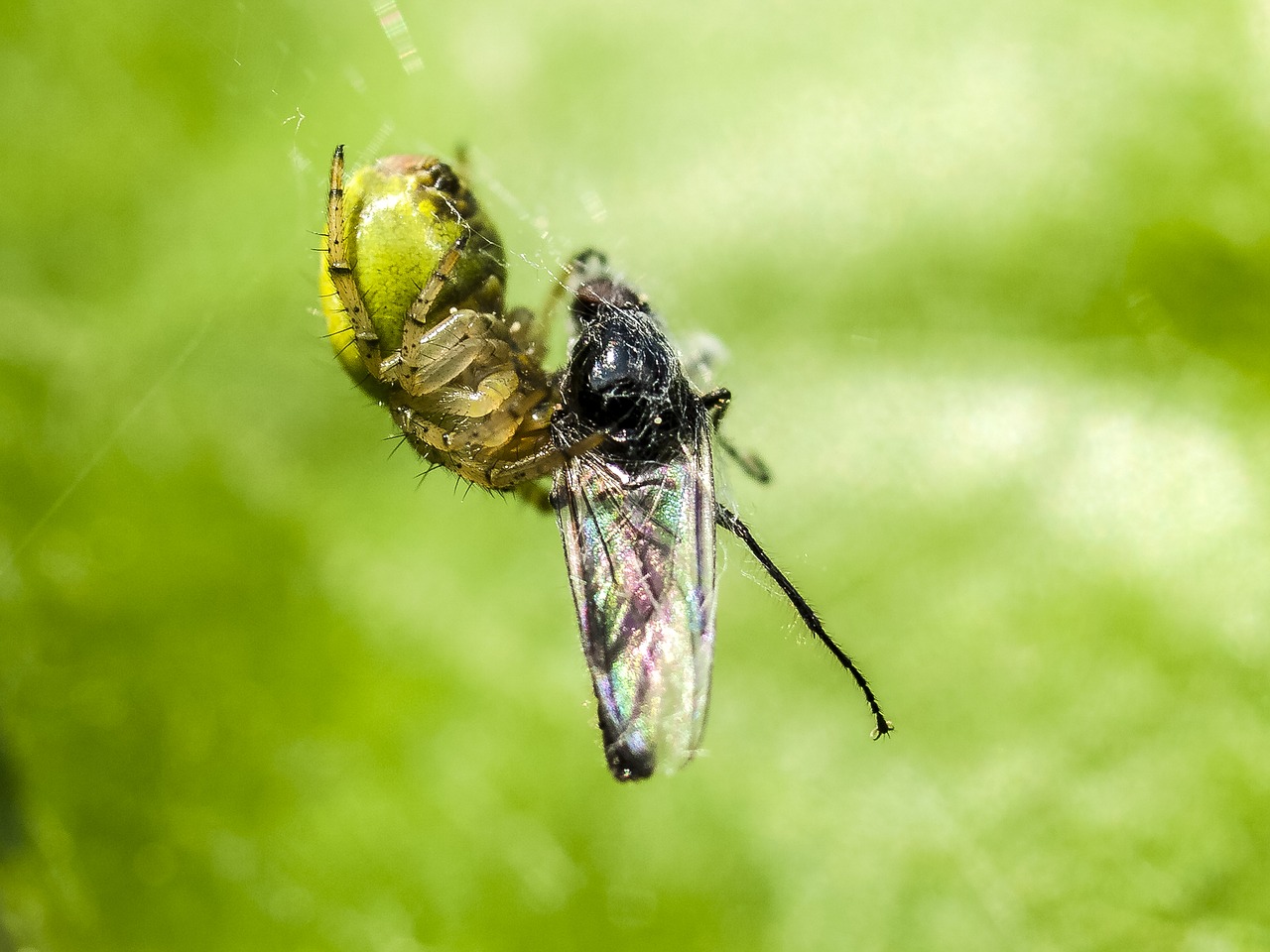 Image - pumpkin spider spider animal nature