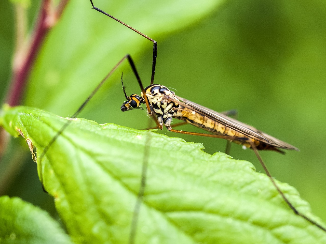 Image - schnake insect nature animal