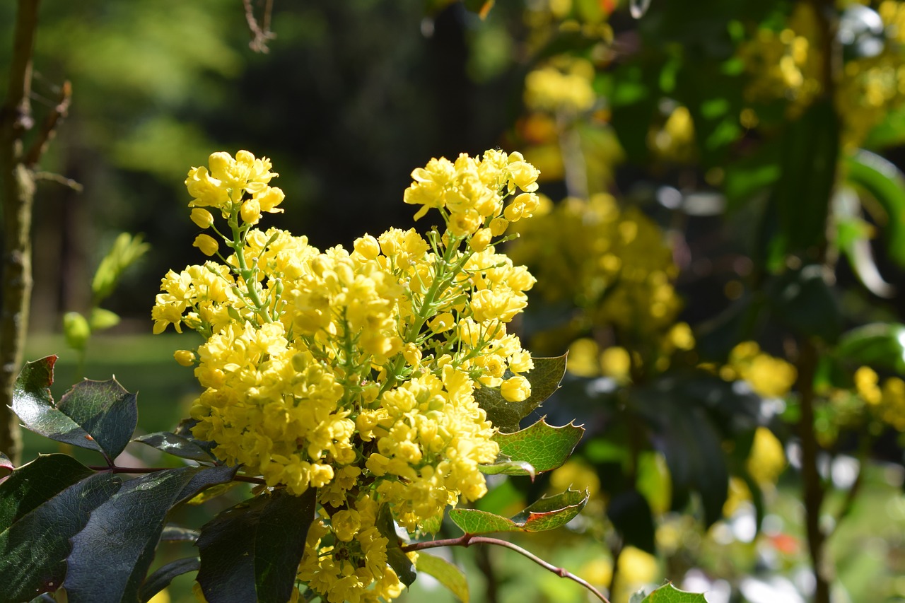 Image - yellow flower forest nature spring