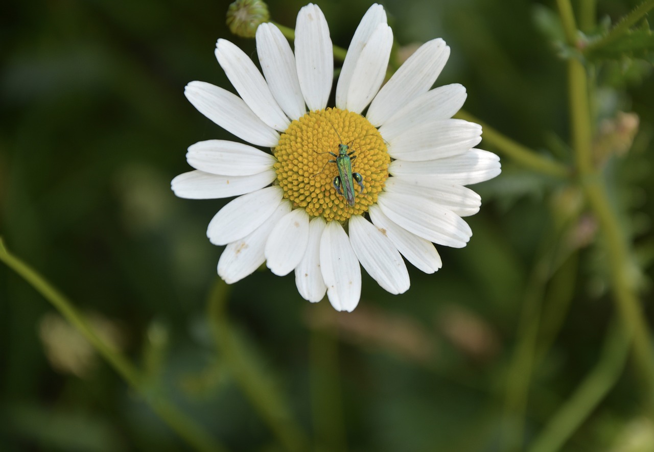 Image - marguerite flower petals flowering