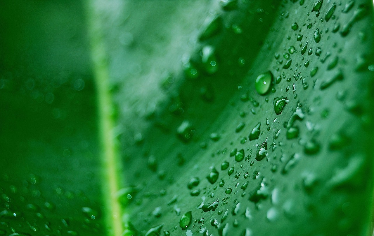 Image - dew leaf palma green leaf droplets