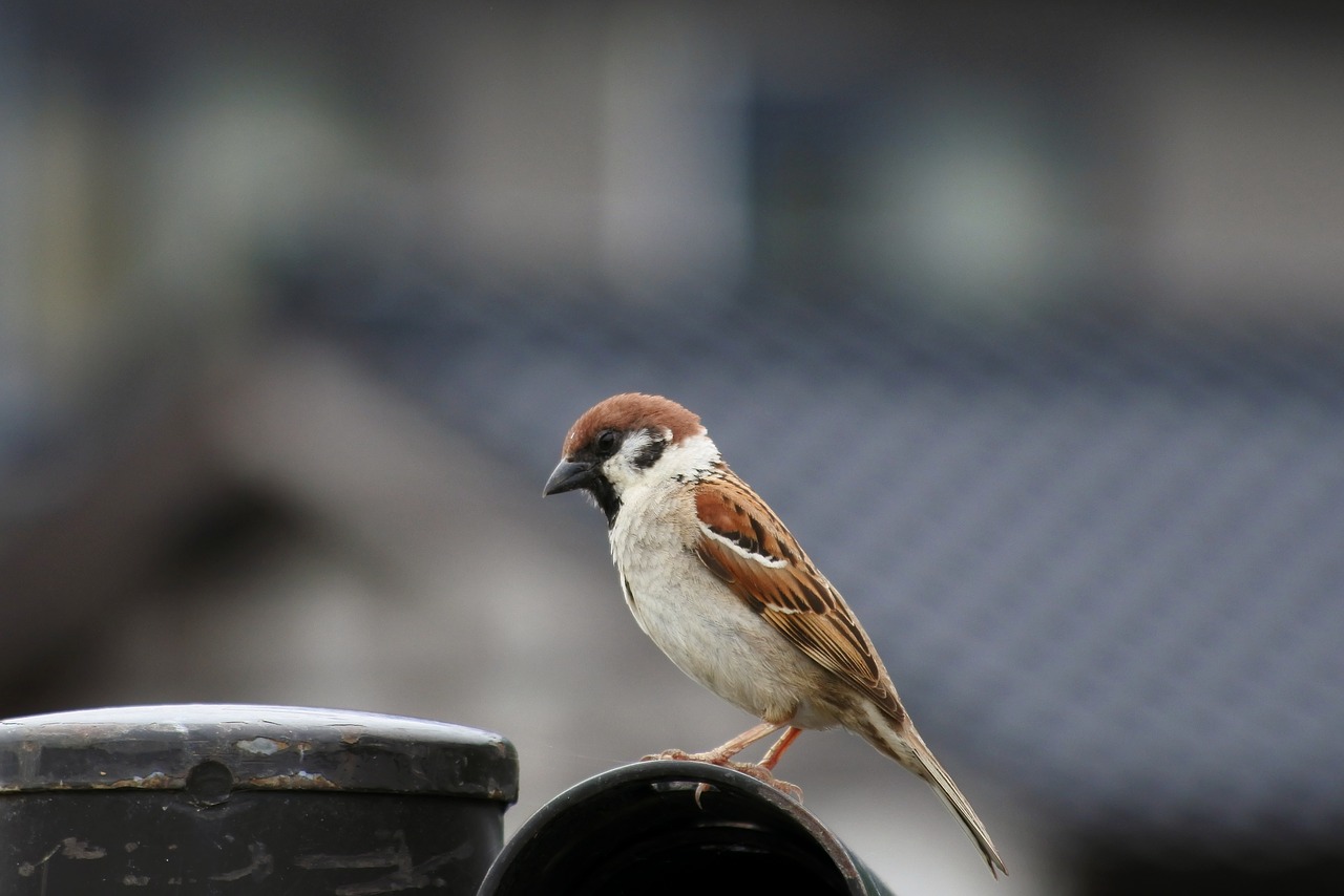 Image - animal little bird sparrow