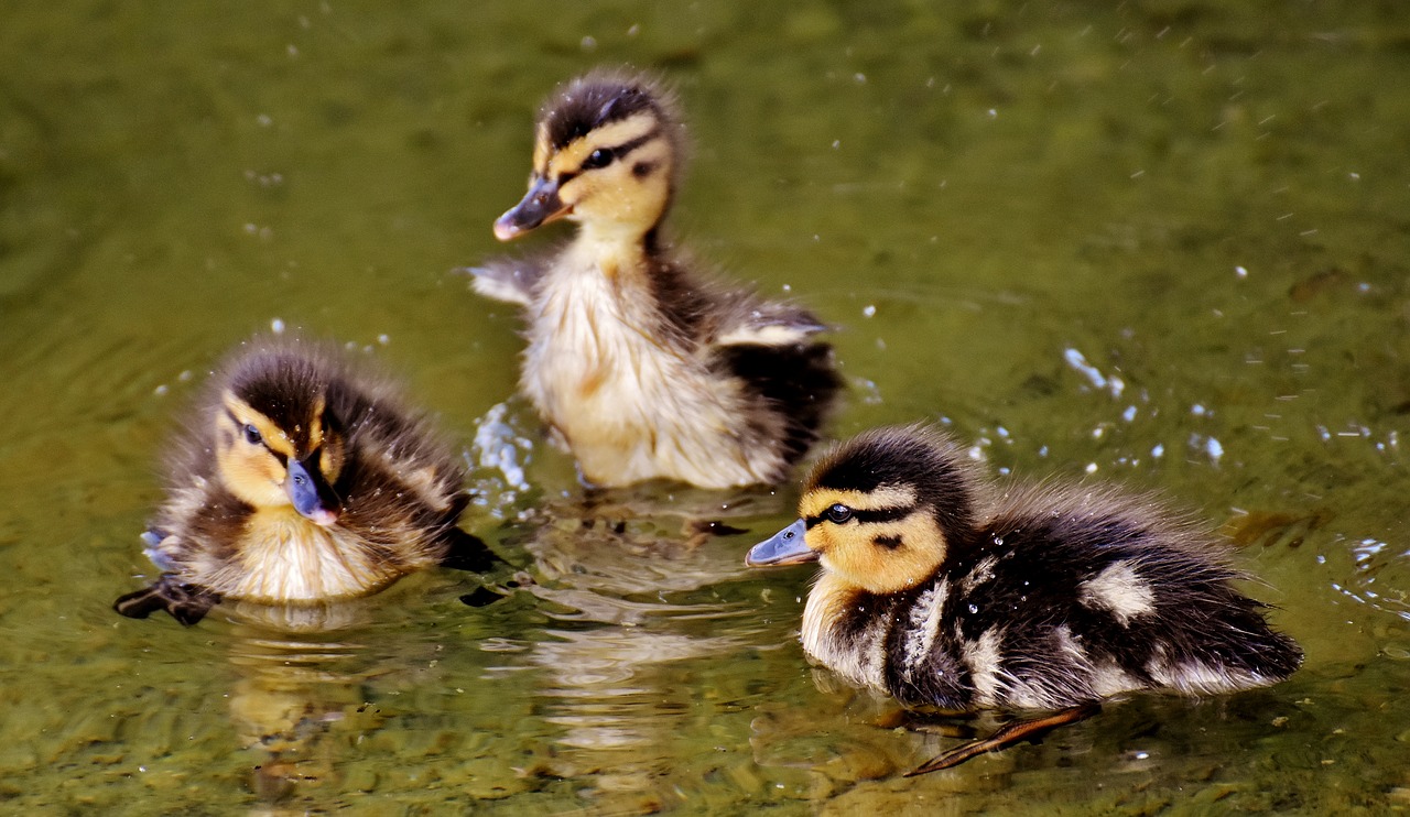 Image - mallards chicks baby swim small