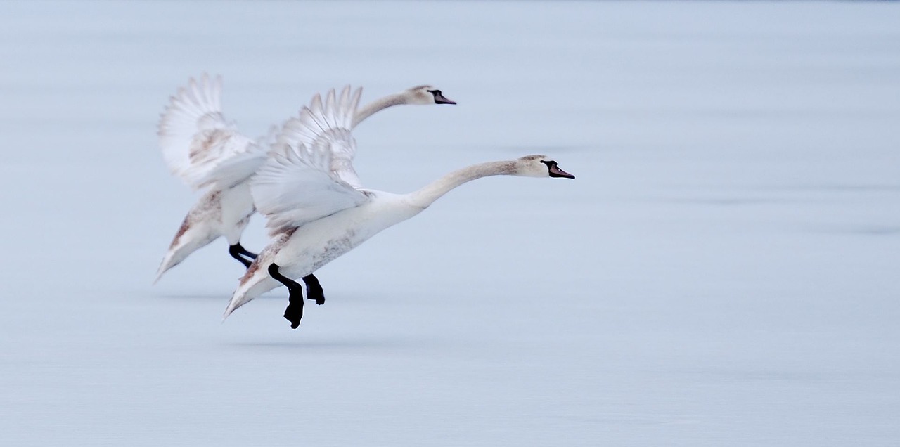 Image - geese flight ice white goose